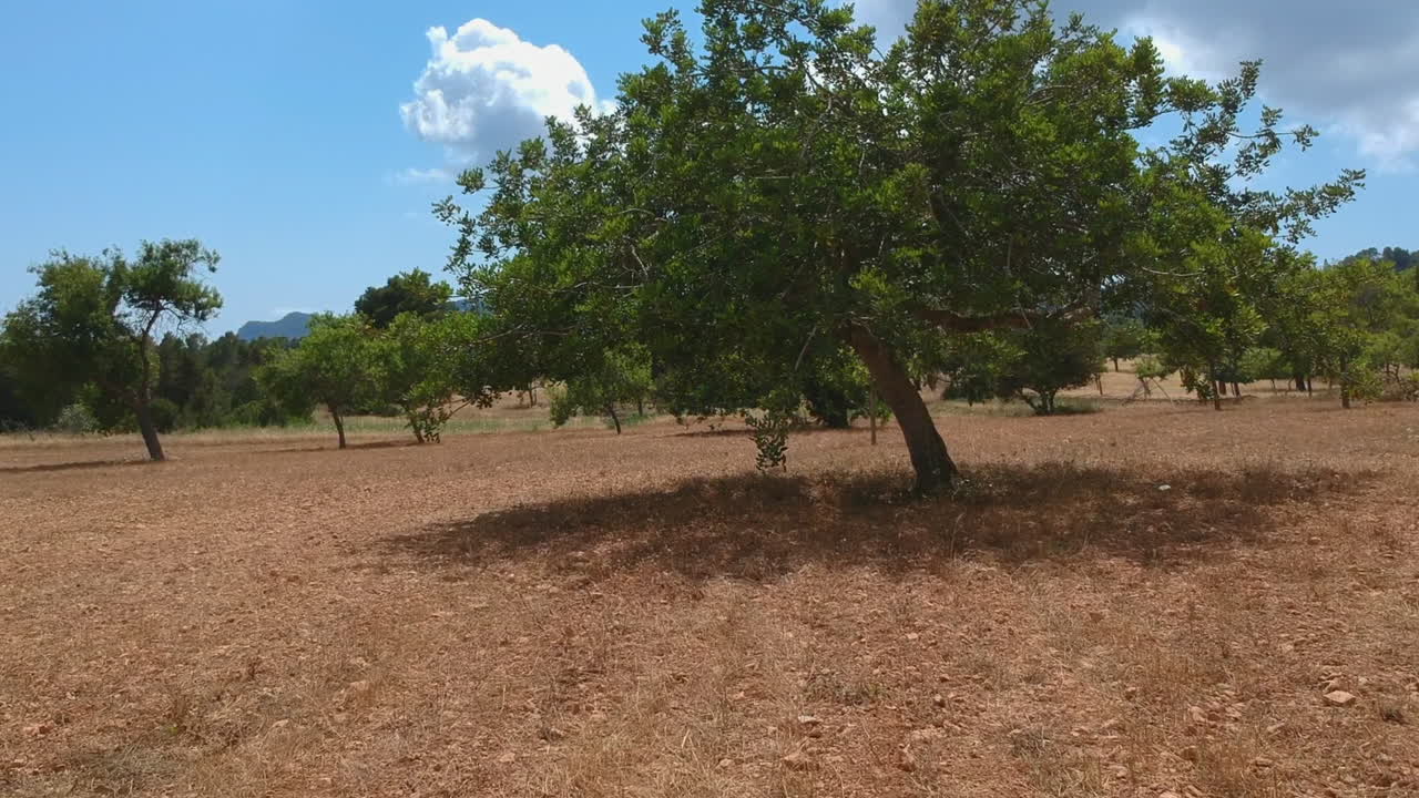Volando sotto un albero, poi in aria rivelando un bellissimo paesaggio