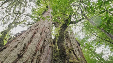 handheld downward tilt reveals ancient cedar tree in yakushima’s forest, ending on a sign at its base. captures scale, reverence, and lush canopy in this unesco world heritage site.