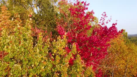 Red-Maple-Trees-In-Autumn-Season-In-The-Forest-Park,-Canada