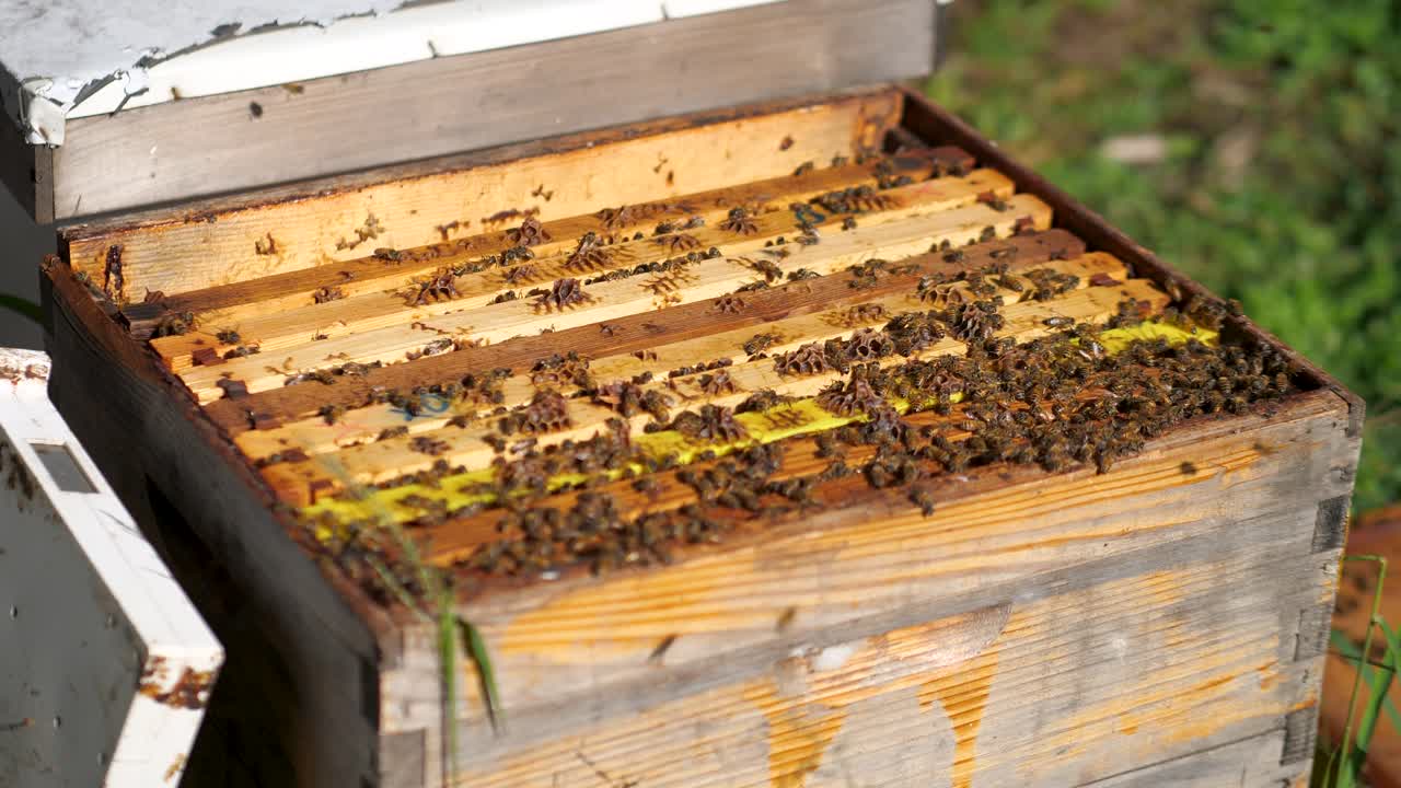 Colonia di api in un alveare, apicoltore