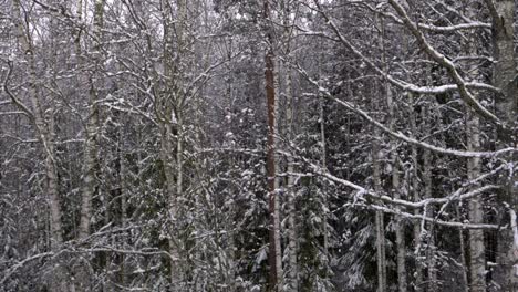snow slowly falling with a birch forest in the background