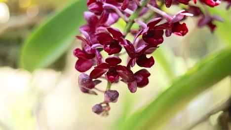 vibrant orchids sway gently in bangkok market