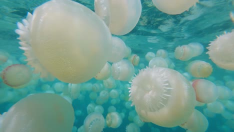 slow motion underwater shot of a large concentration of sea jellyfish, also known as "cannonballs