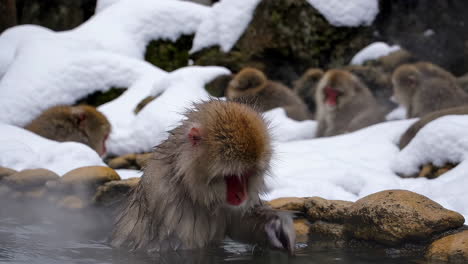 monos de nieve relajándose en aguas termales
