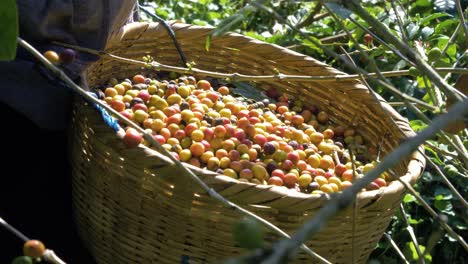 farmer collects coffee beans into a rattan basket in el salvador