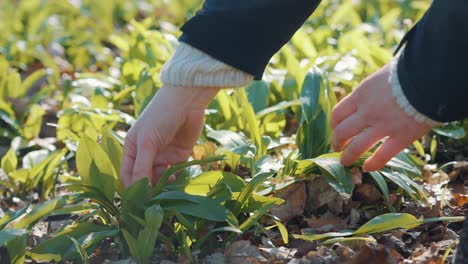 mano de mujer recogiendo allium ursinum - ajo silvestre