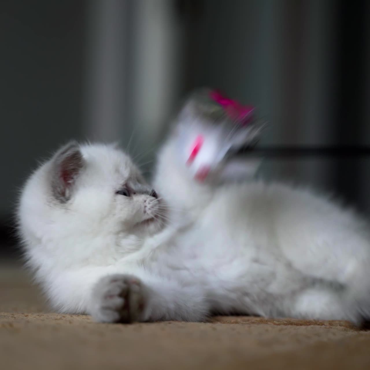 Cute small white kitten