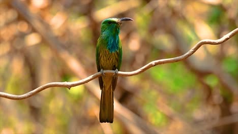 Der-Blaubärtige-Bienenfresser-Kommt-Auf-Der-Malaiischen-Halbinsel-Einschließlich-Thailand-An-Bestimmten-Waldlichtungen-Vor