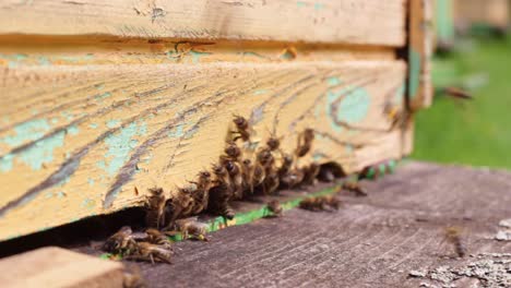 Macro-shot-of-a-Queen-honey-bee-leaving-the-hive-while-swarmed-by-worker-bees