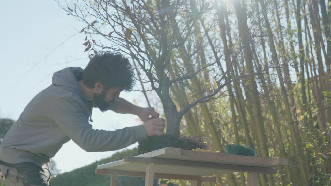 Young man work in the garden. Beech tree bonsai repotting and roots pruning cleaning with shears