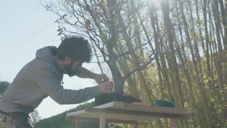 young man work in the garden. beech tree bonsai repotting and roots pruning cleaning with shears