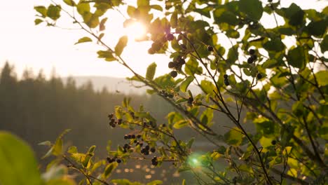 Mittlere-Aufnahme-Eines-Beerenstrauchs-Mit-Einem-Wunderschönen-Sonnenuntergang-Im-Hintergrund