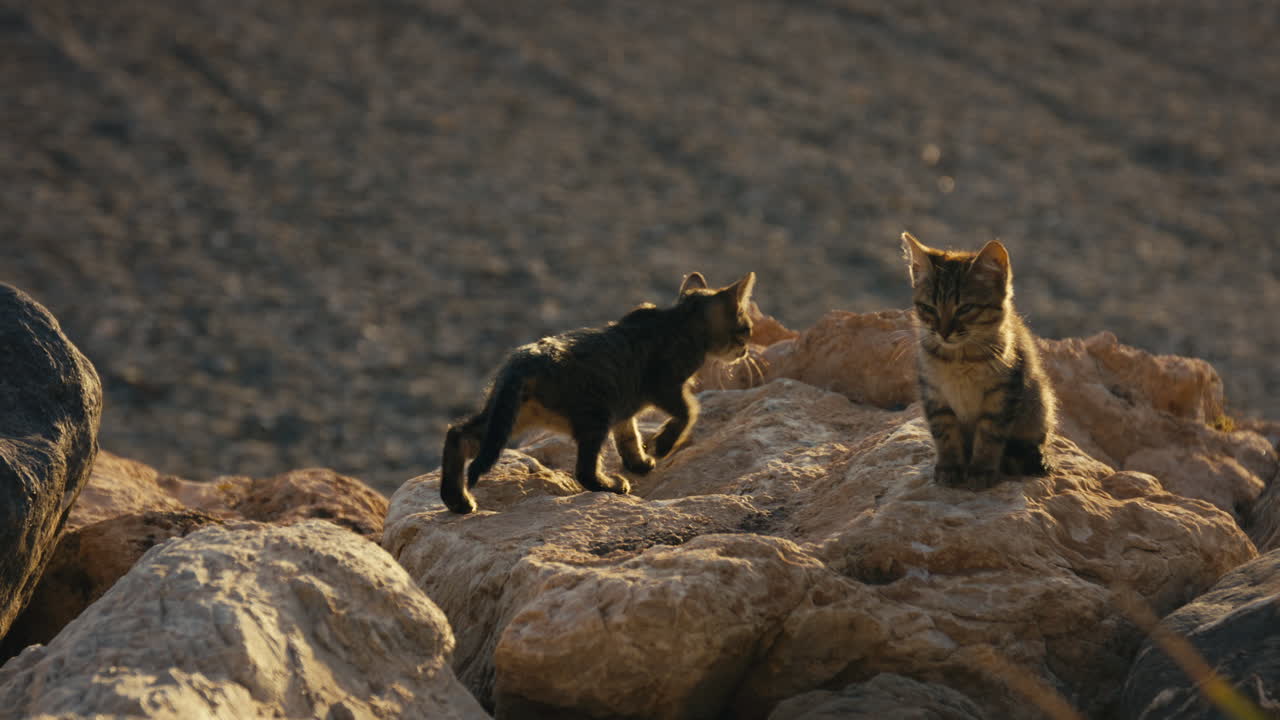 Two tiny stray kittens explore and observe from sun-warmed rocks, captured in soft golden evening light near the sea