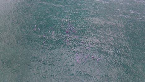 grupo de delfines rosados nadando en el océano azul - nueva gales del sur, australia