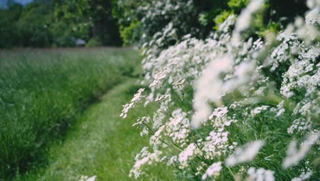 wild beauty during spring: glistening white flowers amidst green