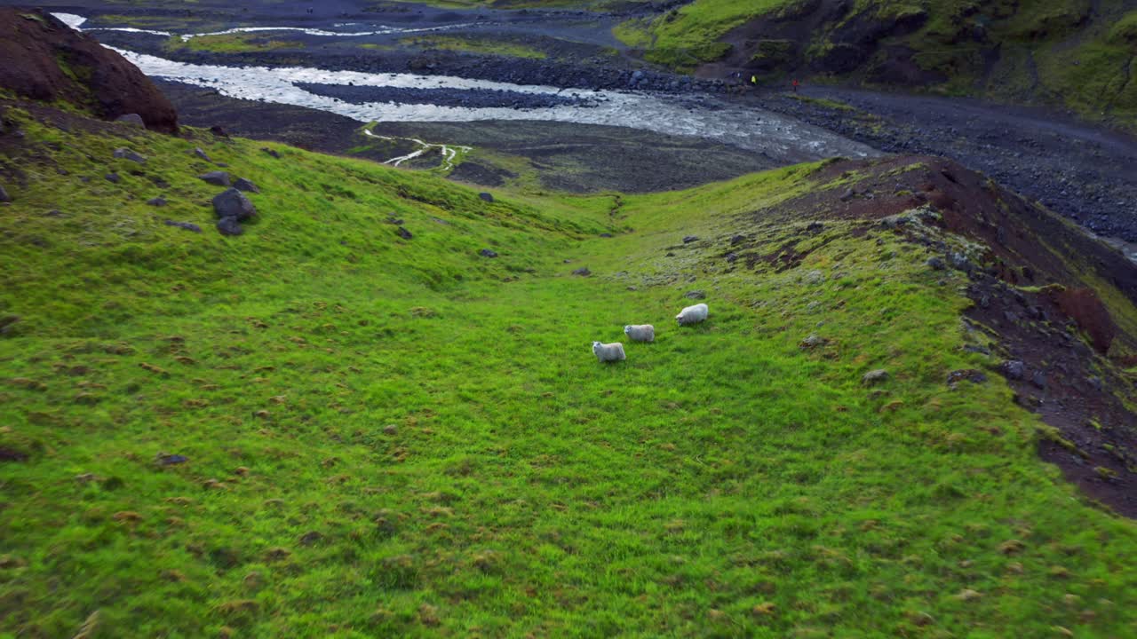 ovejas pastando en pastos verdes junto a la montaña cerca del río en islandia
