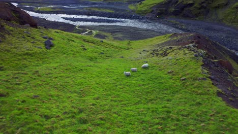 sheep grazing on green pasture by the mountain near river in iceland