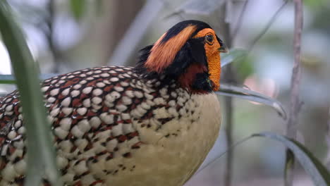 Un-Cabot-Tragopan-Se-Está-Acicalando-En-El-Suelo,-De-Cerca