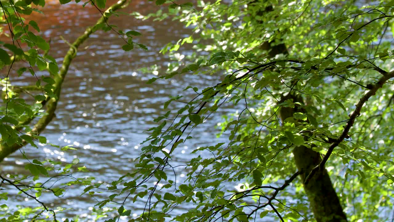 Green leafy branches sway gently above sparkling water in bright natural daylight, static camera