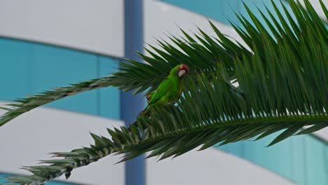 green parrot perched on a palm branch with blue building in the background