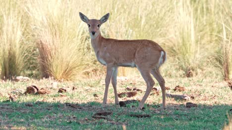 Inmature-Pampas-deer-looking-at-camera-in-a-grassland-in-daylight,-natural-habitat-in-San-Luis,-Argentina