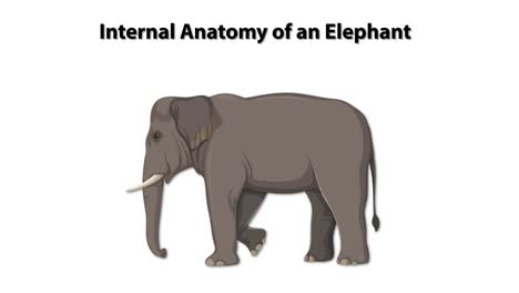 detailed anatomical illustration of an elephant