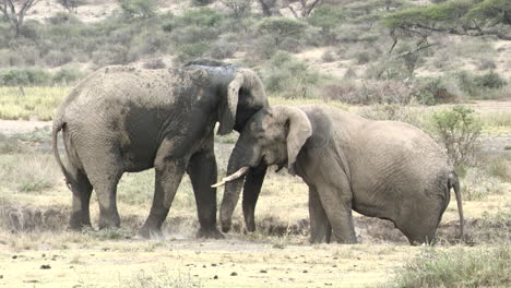 african elephant  bulls playfighting