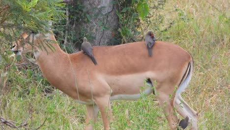 Ein-Impala-Grast,-Während-Ein-Kleiner-Schwarm-Rotschnabel-Madenhacker-Auf-Seinem-Rücken-Nach-Zecken-Sucht