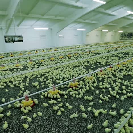 granja de pollo moderna