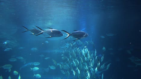 fish swimming dynamically in a large school underwater