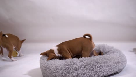 group-of-cute-puppies-play-and-have-fun-together-on-white-background