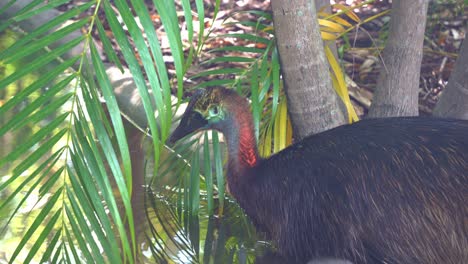 a wild southern cassowary, casuarius casuarius, resting on the ground by the water in its natural habitat.
