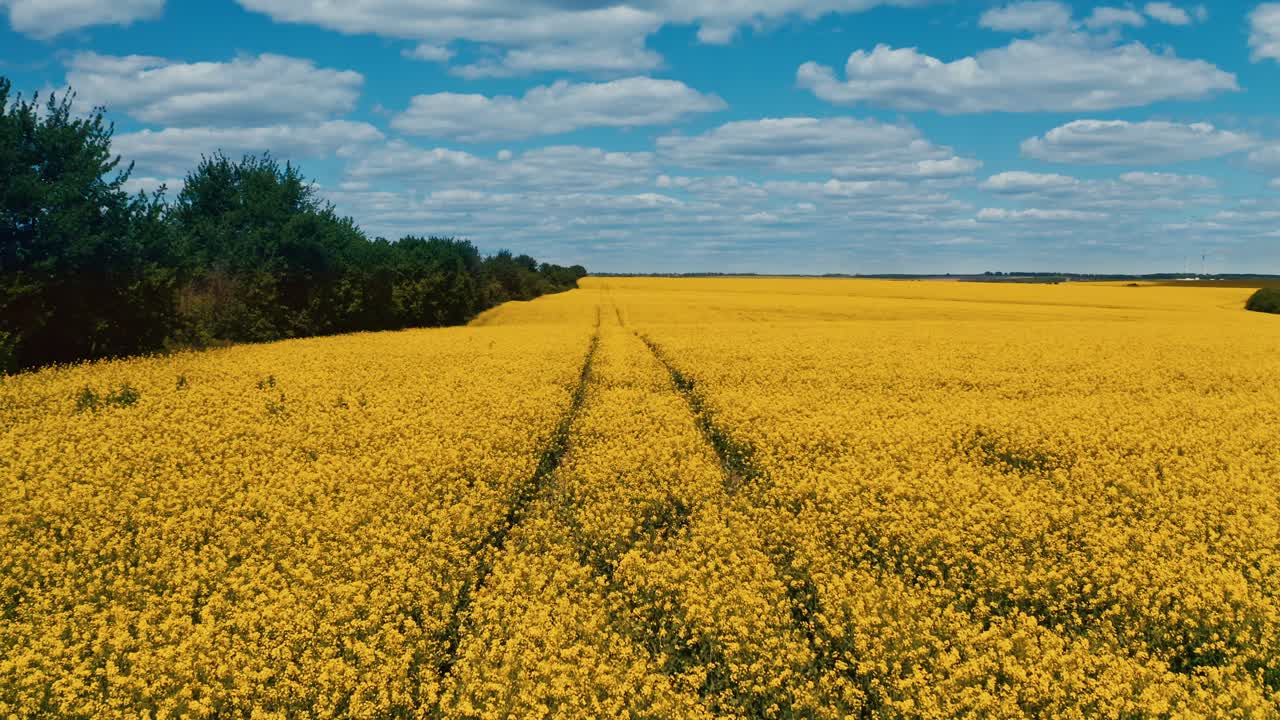 Yellow rapeseed field. Aerial view of tractor tracks in rape seed field