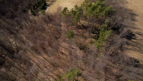 Aerial-top-down-sparsely-planted-trees,-springtime