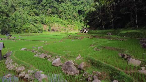 stretching green rice fields 4k