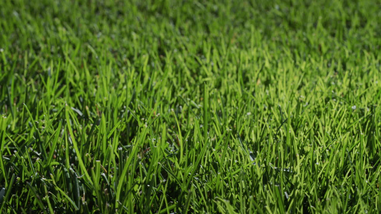 ⁇ 빛으로 빛나는 푸른 잔디. 완벽한 잔디 ⁇ , 슬라이더 4k  ⁇