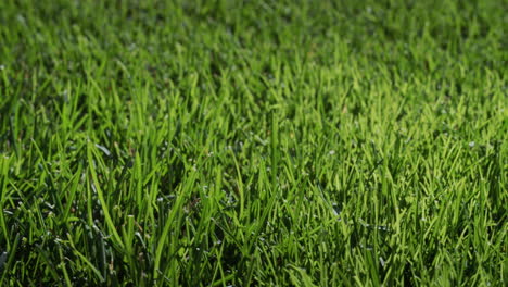 lush green grass illuminated by the sun. perfect lawn, slider 4k shot