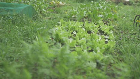 Gemüsegarten-Mit-Karotten,-Salat,-Grünkohl-Und-Rüben