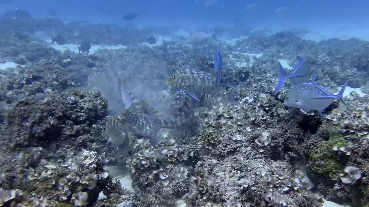 Snapper and Trevally fish feeding on shallow coral reef