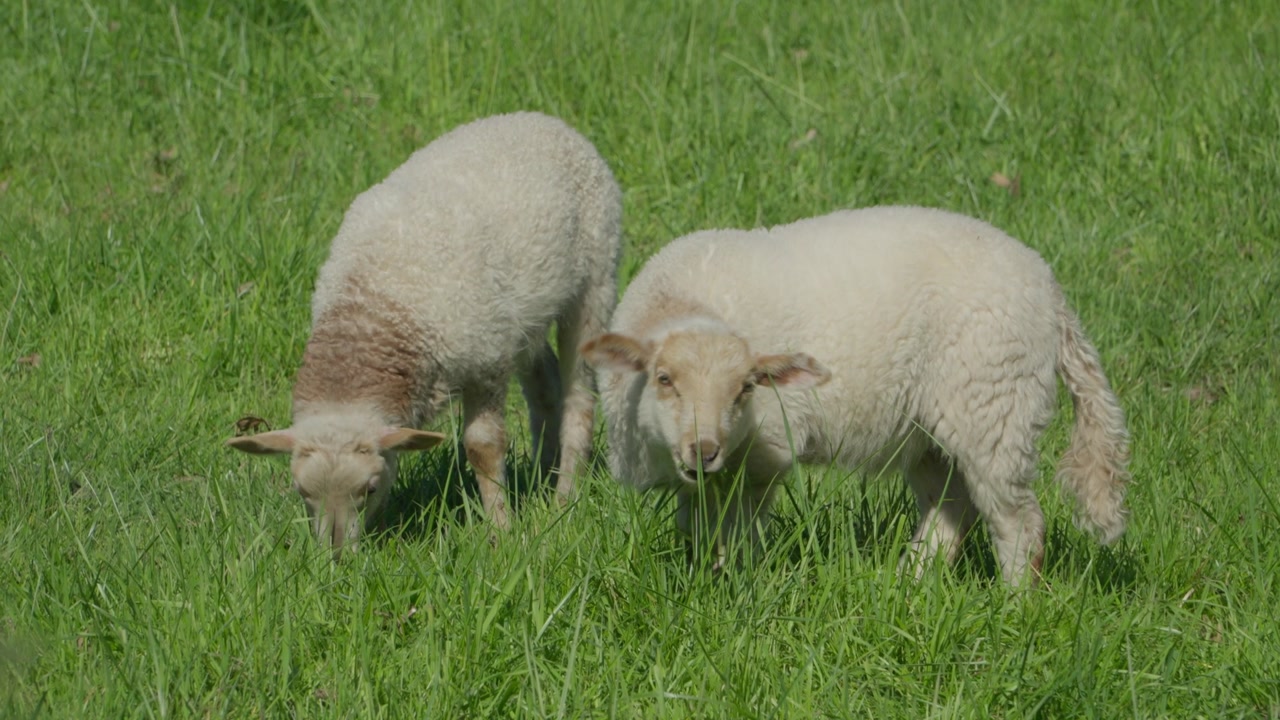 Two sheep grazing on green grass in rural countryside pasture