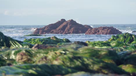 sea waves crashing on rocky outcrops with green algae in blurred foreground