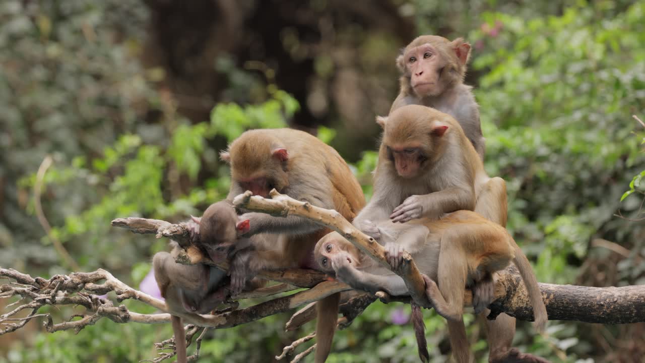 los macacos constituyen un género (macaca) de monos gregarios. los macacos se encuentran en una variedad de hábitats en todo el continente asiático y son altamente adaptables.