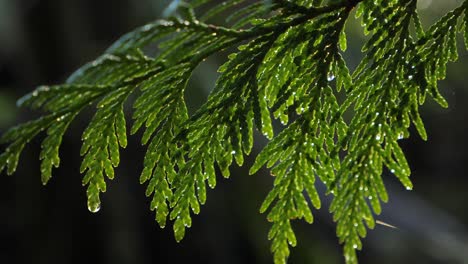 Slow-motion,-closeup-shot-of-cedar-branches-and-water-droplets-from-a-recent-rainfall