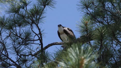 osprey flexes its wings showing its strength in the pine trees