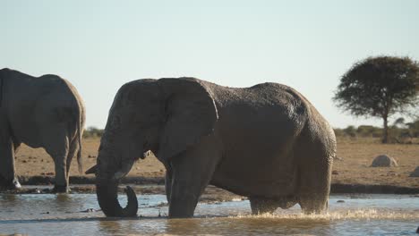 an adult african elephant bathes in the watering hole and sprays water onto his back with his trunk