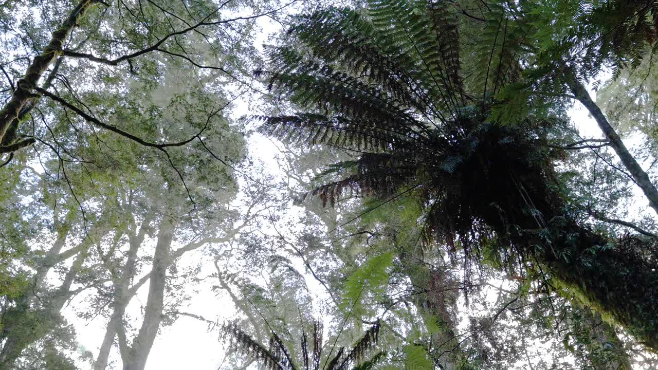 altos helechos y árboles en el sereno bosque tropical