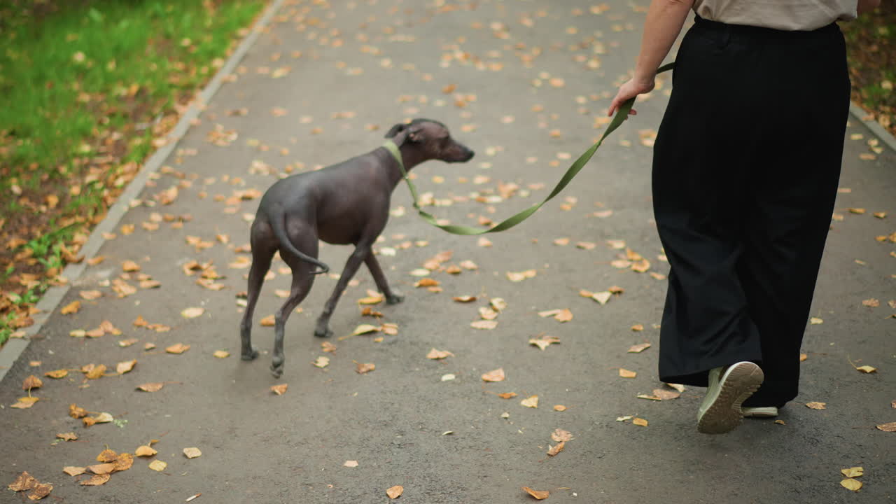 Serene Walk Amidst Vivid Fall Leaves For Woman, Tranquil Forest Walk With Pet Through Lively Autumn Scenery Today, Peaceful Adventure Through Vibrant Autumn Foliage Featuring Woman And Her Pet