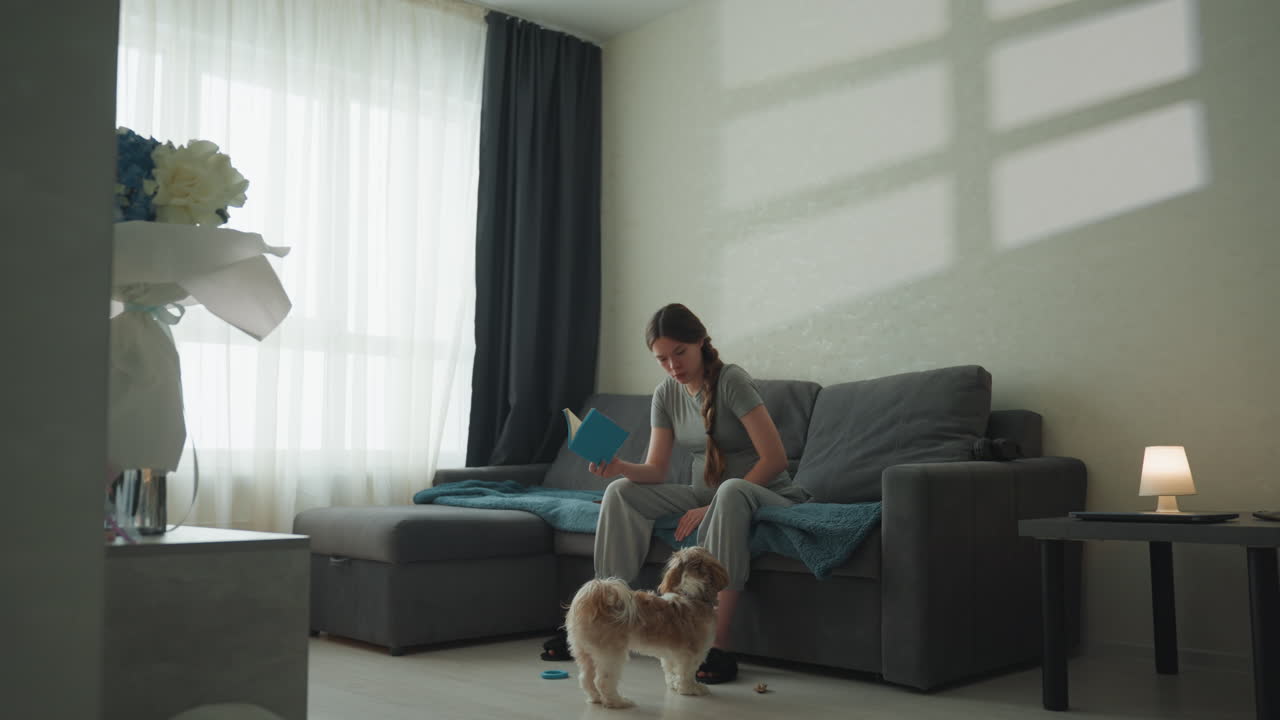 Dinlenen hamile kadın. Rahatça kitap okuyan hamile Kafkas kadın. Nazikçe okşanan ve kitap okuyan hamile Kafkas kadın. Kanepede oturan hamile kadın, sıcak sabah ışığında köpeğini nazikçe okşuyor.