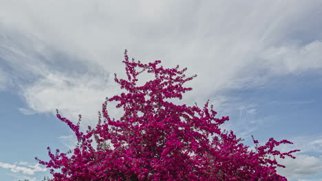 Purple-Paulownia-tomentosa-moves-while-clouds-running-over