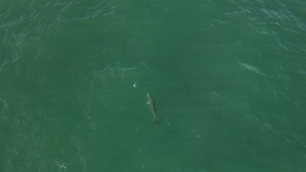 воздушный вид одинокого дикого дельфина, плавающего в зеленом океане